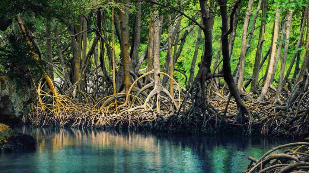 Sundarban Mangrove Forest