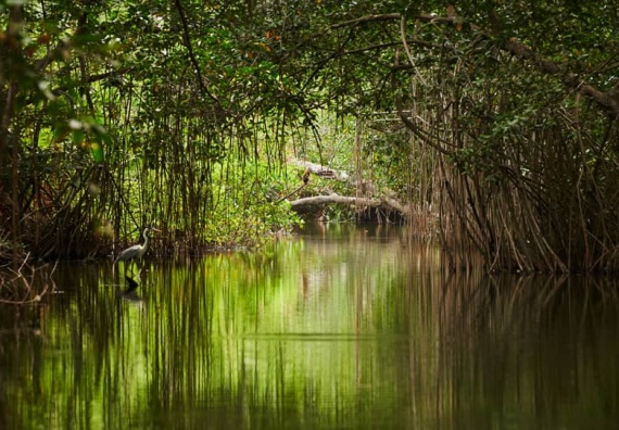 Sundarban Mangrove forest