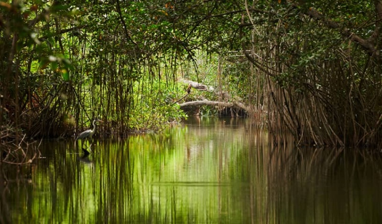 Sundarban Mangrove forest