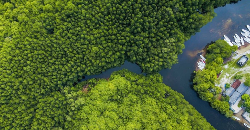 Sundarban Mangrove Forest