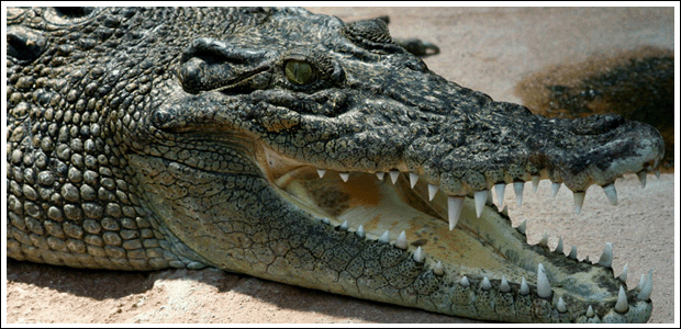 bhitarkanika crocodile