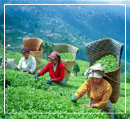 darjeeling tour package