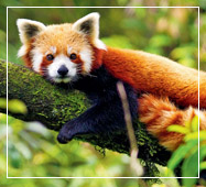 darjeeling tour package red panda