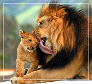 gir jungle safari booking