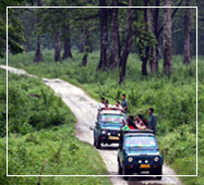 gorumara national park jeep safari