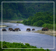 gorumara national park tour package