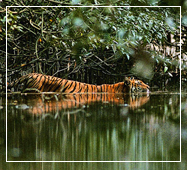 kolkata to sundarban tour