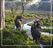 jaldapara National Park Elephant Safari