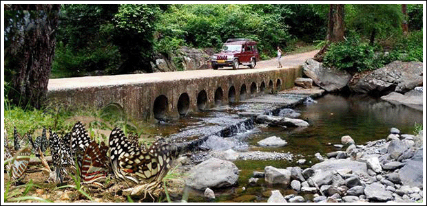 kuldiha forest safari