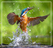 sundarban birdlife photography