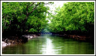 Sundarban cricks sundarban cricks