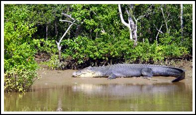 Sundarban crocodile adventure sundarban crocodile adventure