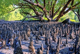 sundarban mangrove tree