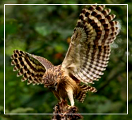 sundarban nature and wildlife photography