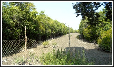 Sundarban forest net sundarban forest net