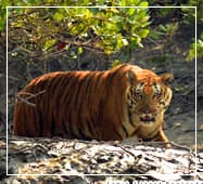 sundarban royal bengal tiger