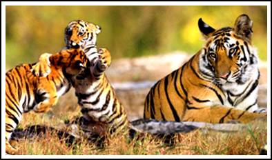 Sundarban tiger family sundarban tiger family