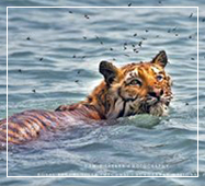 sundarban tiger 