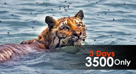 sundarban tour package