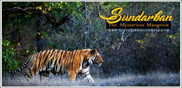 Sundarban Tour Package