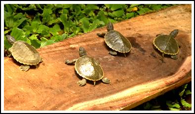 Sundarban turtle sundarban turtle