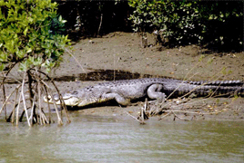 sungdarban crocodile